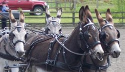 Donkey Driving Enterprises